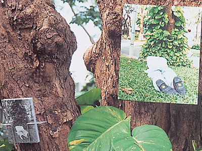 Wantanee at Saranrom Park, Photos, poster, a T-shirt, size-variable